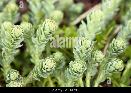 Le Rosea de Rhodiola (rhodiole) au Jardin botanique de Kaisaniemi, Helsinki, Finlande, l'UE Banque D'Images