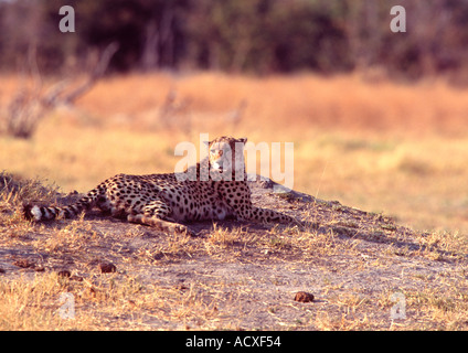 Le guépard en attente de proie d'aborder Banque D'Images