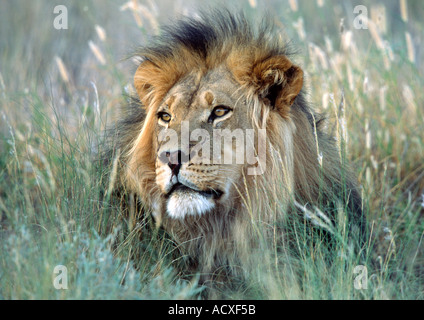 Roi Lion Banque D'Images