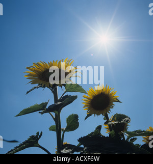 Deux têtes de tournesol jaunes contre un soleil d'été éclatant et ciel bleu profond Toscane Italie Banque D'Images
