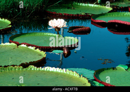 L'eau géant lilly Vitoria regia Victoria Amazonica Nymphaeaceae Banque D'Images