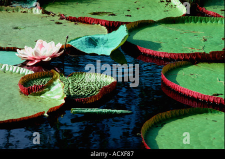 L'eau géant lilly Vitoria regia Victoria Amazonica Nymphaeaceae Banque D'Images