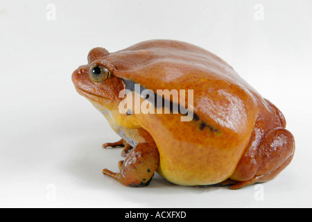 Grenouille tomate Banque D'Images