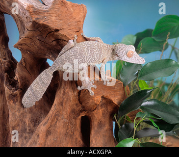 Henkel's Gecko Leaftail Banque D'Images