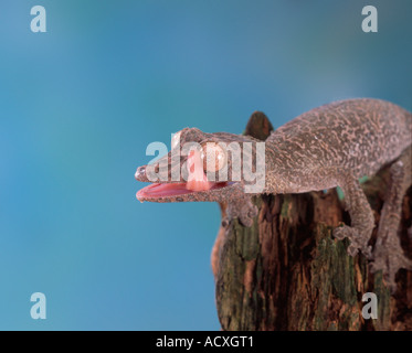 Henkel's Gecko Leaftail Banque D'Images