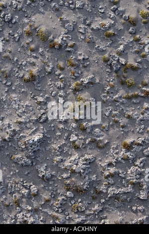 Mousse et sable volcanique noir sur roche volcanique poreuse à Skeidararsandur des plaines alluviales, le sud de l'Islande Banque D'Images