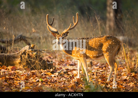 Spotted deer ou Chital Axis axis mâle avec bois chez soleil du matin en forêt Bandhavgarh National Park Le Madhya Pradesh Inde Banque D'Images