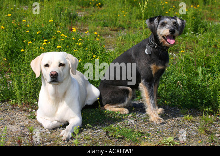 Labrador Retriever et Mixed Breed Dog Banque D'Images
