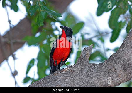 Crimson-breasted Shrike Banque D'Images