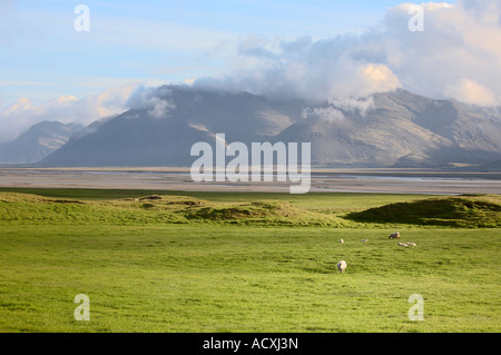 Un troupeau de moutons paissant dans les pâturages comme vu de Stafafell vers Vestrahorn Lonsvik, ,près de Höfn, Islande Banque D'Images