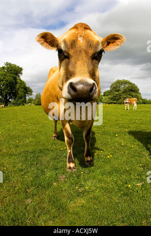 Vaches de Jersey en anglais pré en été soleil avec ciel bleu et nuages blancs Angleterre Grande-bretagne GB UK Royaume-Uni British Banque D'Images