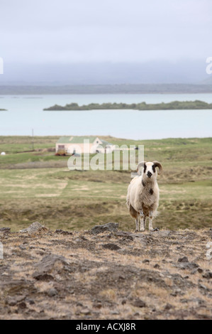 Mouton islandais ram debout sur une colline à Reykjavík, Islande Banque D'Images