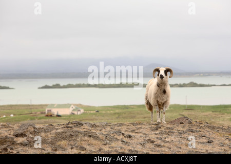 Mouton islandais ram debout sur une colline à Reykjavík, Islande Banque D'Images