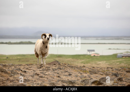 Mouton islandais ram debout sur une colline à Reykjavík, Islande Banque D'Images