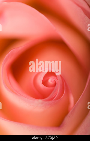 Plan macro sur une fleur rose avec une profondeur de champ limité et uniformément éclairé donnant un doux, romantique. Banque D'Images