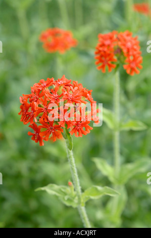 Lychnis Chalcedonica - fleurs de la croix de Malte Banque D'Images