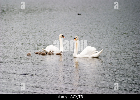 Cygnes blancs protéger cygnets à Richmond Park avant de swan mâles attaques mortellement oies égyptiennes Banque D'Images