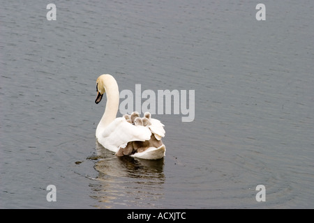 White Swan femelle protège cygnets sur son dos à Richmond Park tandis que les attaques mortellement swan oies égyptiennes Banque D'Images