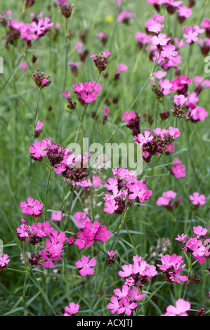 - Dianthus deltoides fleurs rose de jeune fille Banque D'Images