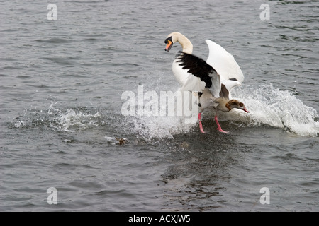 Swan mâle bat Egyptian goose avec aile dans Richmond Park au cours de l'attaque meurtrière Banque D'Images