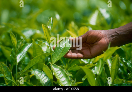 Close up horizontal d'une main tenant des feuilles de thé fraîches dans une plantation de thé de kericho Kenya champ Banque D'Images