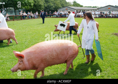 Les porcs en juger au Great Yorkshire Show, Harrogate, North Yorkshire, Angleterre. Banque D'Images