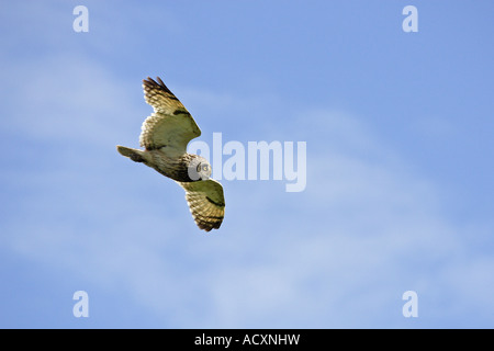 Hibou moyen court en vol Banque D'Images