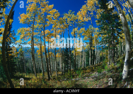 Trembles jaunissent en automne, Steamboat Springs, CO USA Banque D'Images