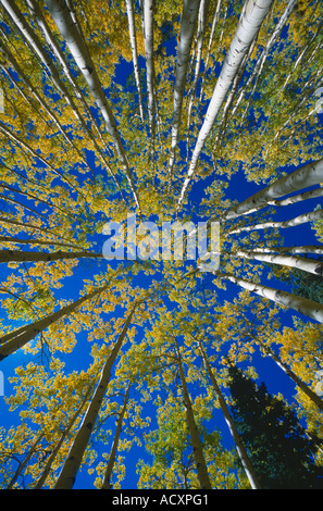 Trembles jaunissent en automne de Steamboat Springs, Colorado USA Banque D'Images