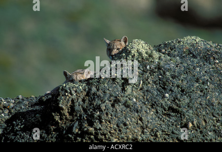 2 Puma de Patagonie sauvage d'oursons en appui sur les roches, Chili Banque D'Images