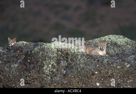 Puma chilien sauvages d'oursons reposant sur des rochers Banque D'Images