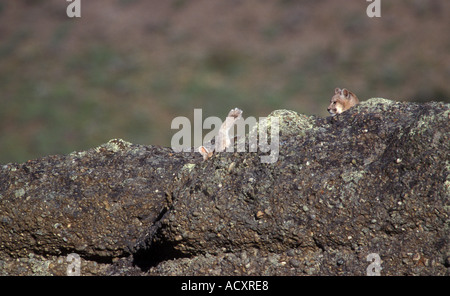 Patagonie sauvage Puma oursons reposant sur des rochers Banque D'Images