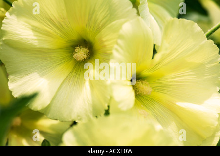 Close up de fleurs de rose trémière Alcea rosea jardin jaune unique Banque D'Images