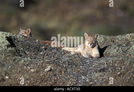 2 Patagonie sauvage totalement reposant sur des roches d'oursons Puma Banque D'Images