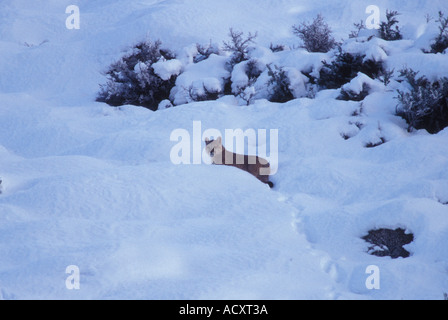 Patagonie sauvage Puma dans la neige Banque D'Images