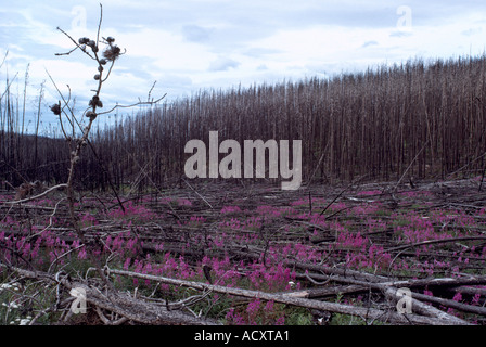 L'épilobe à feuilles étroites (Epilobium angustifolium) en fleurs après un feu de forêt en Colombie-Britannique Canada Banque D'Images