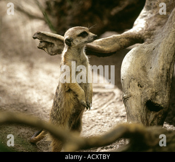 Le meerkat ou Suricata suricatta suricate est un petit mammifère et d'un membre de la famille des mangoustes Banque D'Images