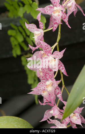 X Odontioda Heatonensis orchid Banque D'Images