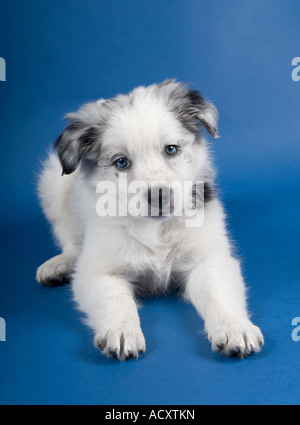 Un chiot border collie bleu merle Banque D'Images