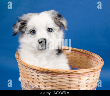 Chiot mignon dans panier Banque D'Images