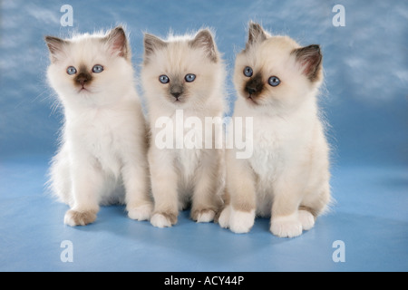 Chat Sacré de Birmanie trois chatons - séance Banque D'Images