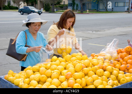 Les femmes vietnamiennes d'acheter les citrons et les oranges à un stand de fruits en bordure de Morgan Hill, en Californie. Banque D'Images