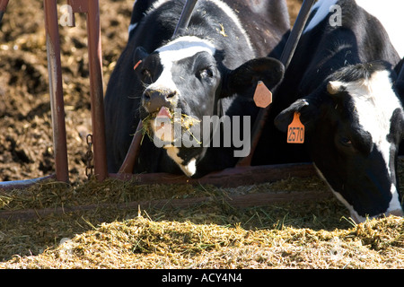 Alimentation des vaches laitières Holstein, de l'Idaho. Banque D'Images