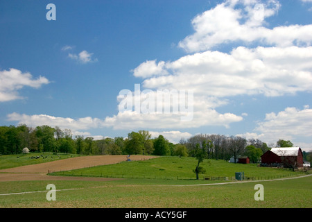 Les vaches laitières sur une ferme près de Berlin, dans l'Ohio. Banque D'Images
