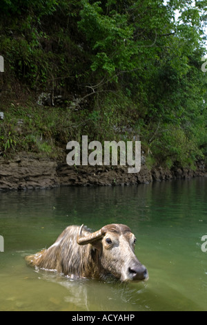 Le buffle d'eau.Lac Phewa.Pokhara.Népal Banque D'Images