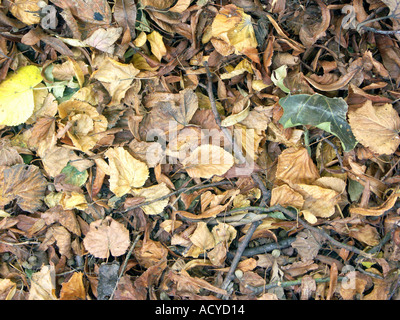 Les feuilles mortes jonchant le sol à l'automne. Un joli mélange d'orange et jaune typique de la saison. Banque D'Images