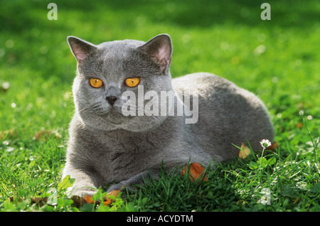 Chat chartreux - lying on meadow Banque D'Images