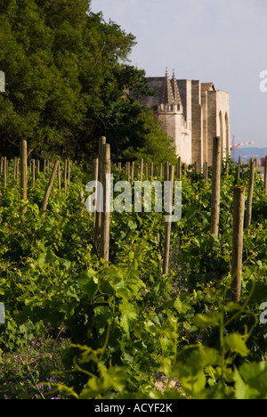 Avignon France Rocher des Doms un petit vignoble avec le Palais des Papes en arrière-plan Banque D'Images