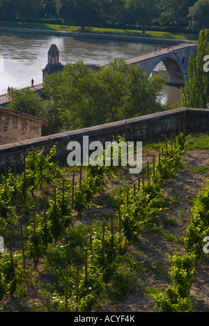 Avignon France Rocher des Doms un petit vignoble avec le Pont d'Avignon visible ci-dessous Banque D'Images