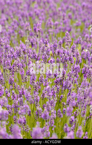 Lavande Lavendula Angustifolia Heacham Norfolk Norfolk UK Banque D'Images